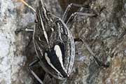 Gum Tree Shield Bug (Theseus modestus) (Theseus modestus)